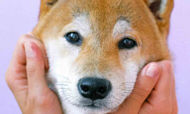 Shiba Inu. Foto: Pexels