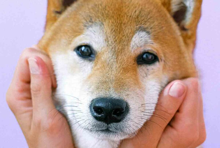 10 Ting Du Kanskje Ikke Visste Om Hunderasen Shiba Inu - Pet E Pop