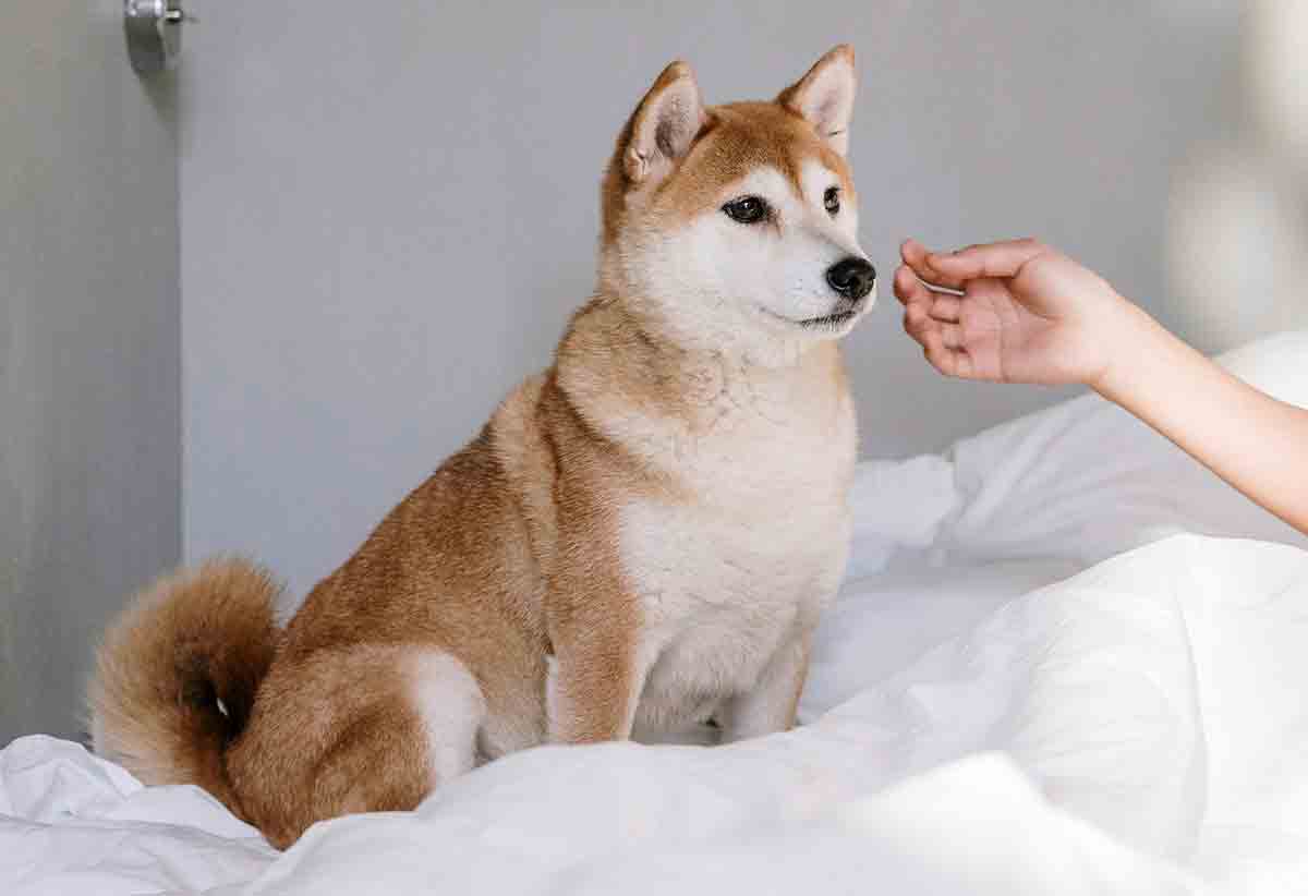 Shiba Inu. Photo : Pexels