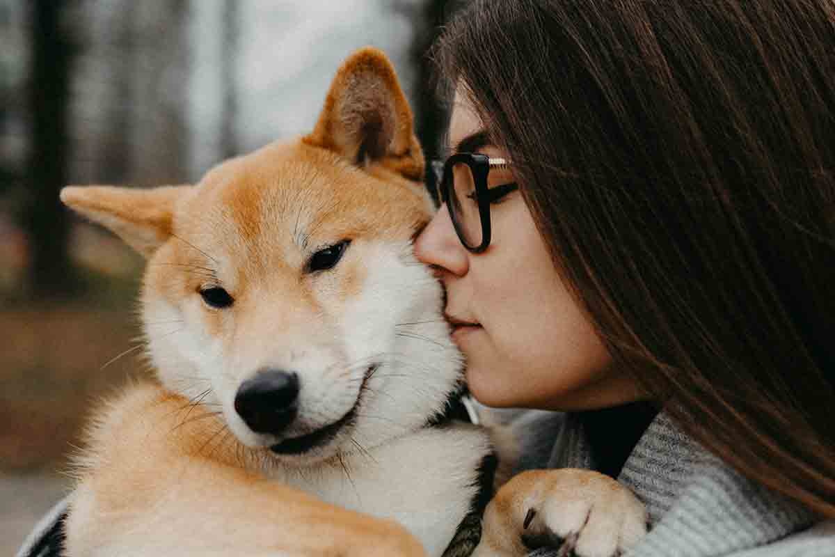 柴犬. 写真：Pexels