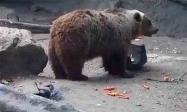 Vídeo fofo: urso salva corvo de afogamento em zoológico na Hungria