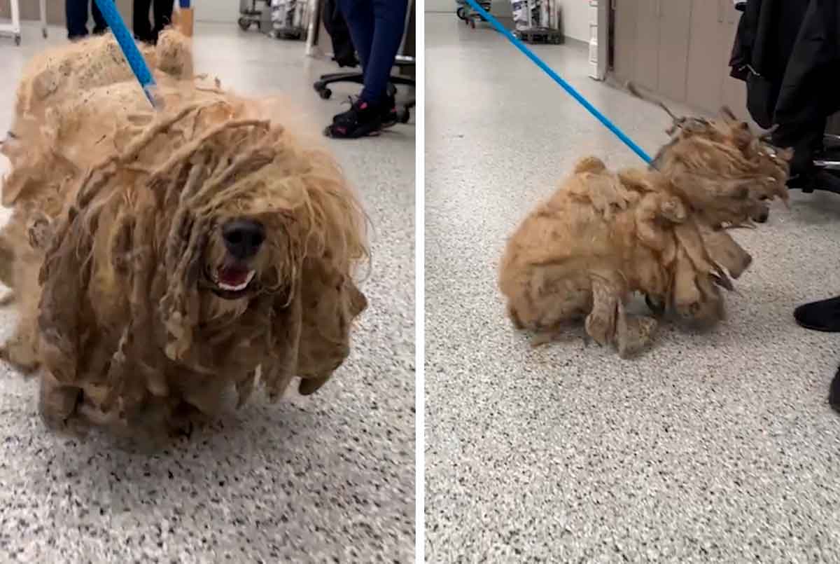 Dog is rescued with nearly a kilo of matted fur (Photo: Reproduction/TikTok)