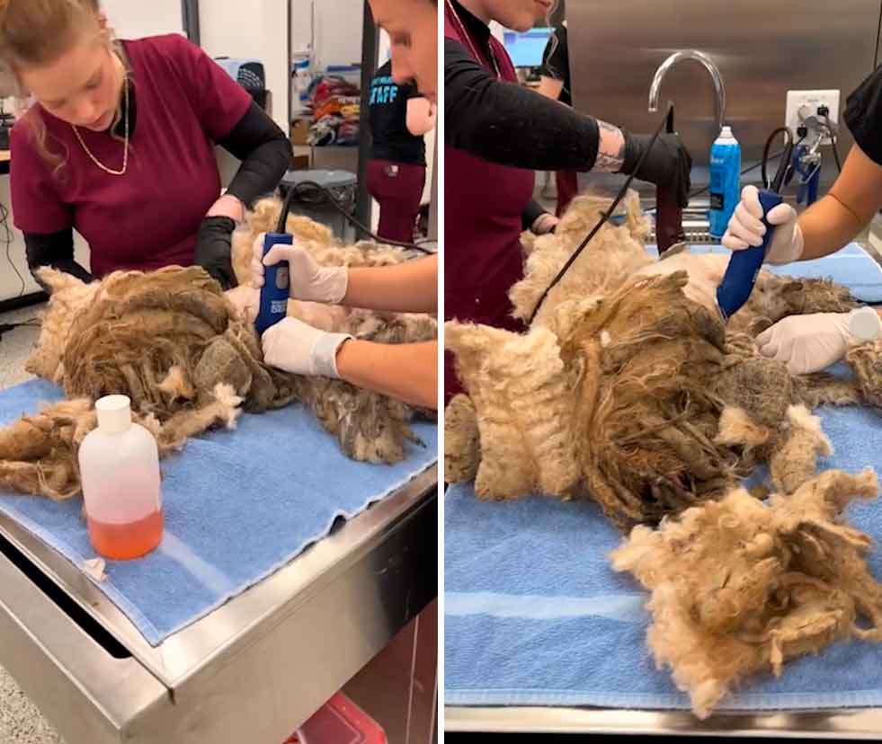 Dog is rescued with nearly a kilo of matted fur (Photo: Reproduction/TikTok) 