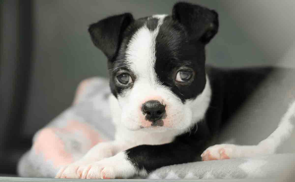 Boston Terrier. Photo: Pexels