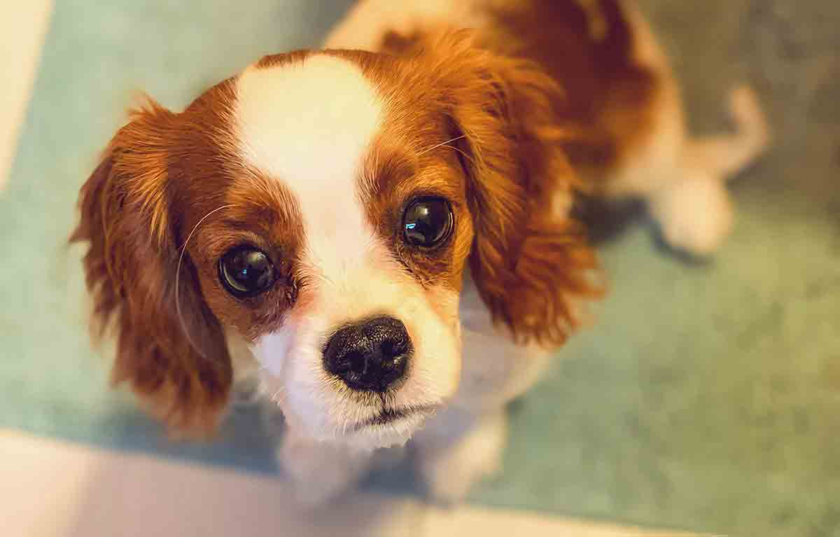 Cavalier King Charles Spaniel