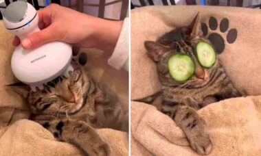 Vídeo hilário: gato recebe tratamento de spa e viraliza nas redes.Foto: Instagram @dontstopmeowing
