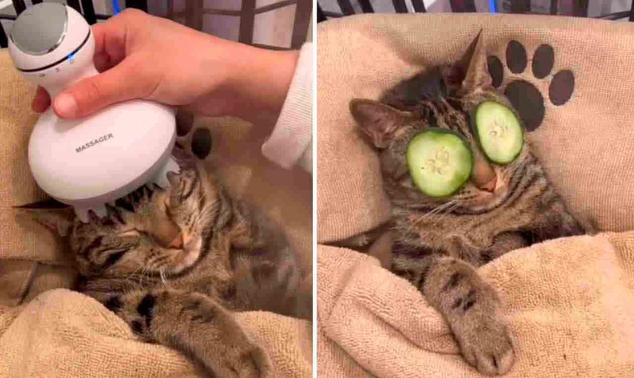 Vídeo hilário: gato recebe tratamento de spa e viraliza nas redes.Foto: Instagram @dontstopmeowing