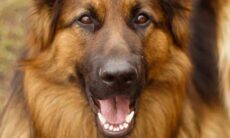 Confira as raças de cães que têm a mordida mais forte