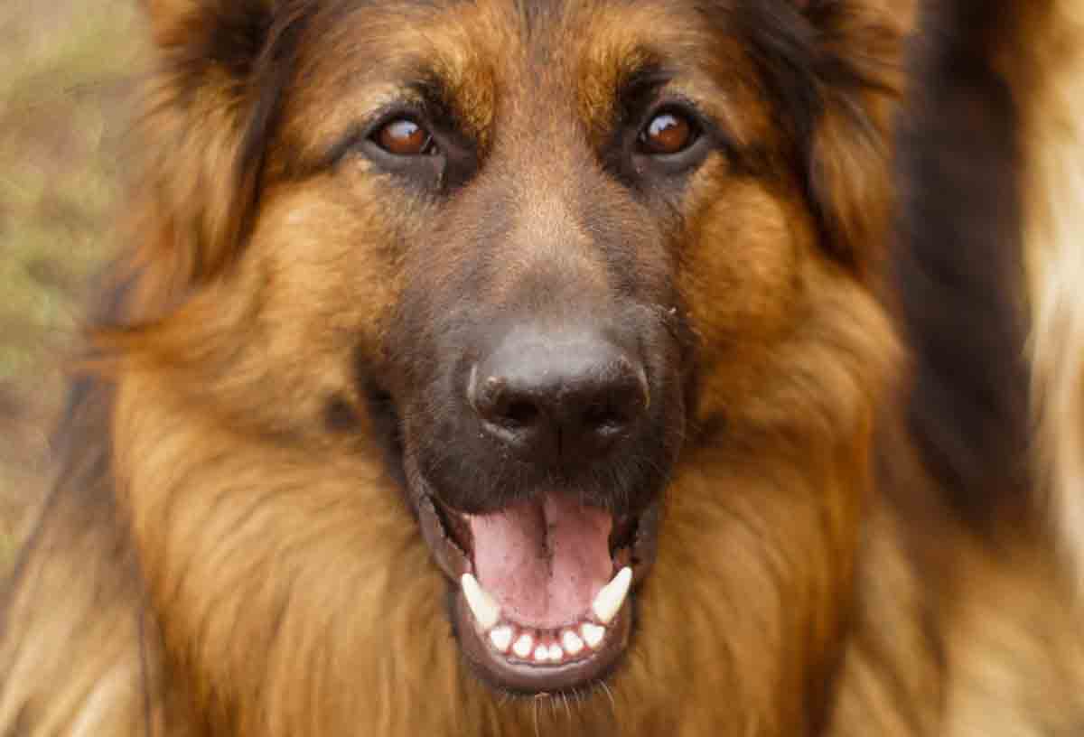 Check out the dog breeds with the strongest bite