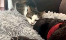 Vídeo comovente: Gata comove a internet ao se despedir de ‘irmão’ canino à beira da morte. TikTok @ekkykay