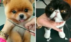 Vídeo fofo: pet groomer tailandês bomba nas redes embelezando o que já é bonito.Foto e vídeo : Reprodução twitter