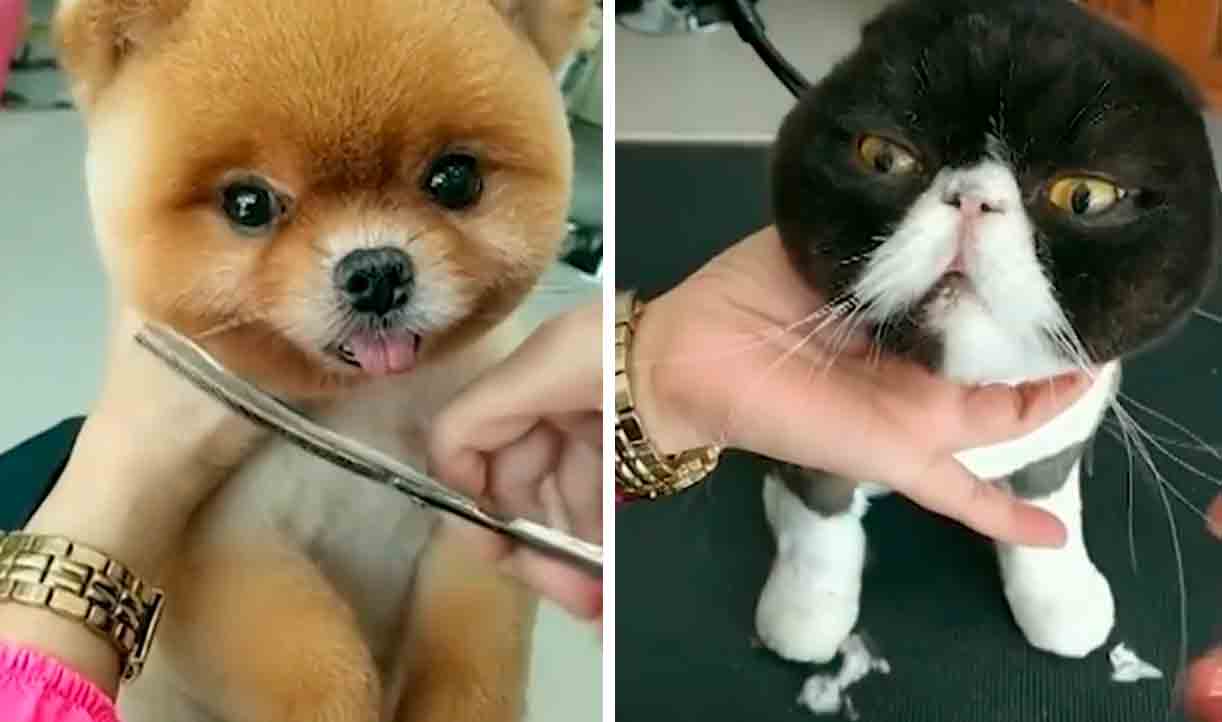 Niedliches Video: Thailändischer Tierfriseur wird in den sozialen Medien viral, um bereits Schönes zu verschönern. Foto und Video: Reproduktion Twitter