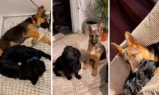 Vídeo viral mostra amizade que curou: cocker spaniel ansioso ganha filhote de pastor alemão. Fotos e vídeo: TikTok @micheallasheedy