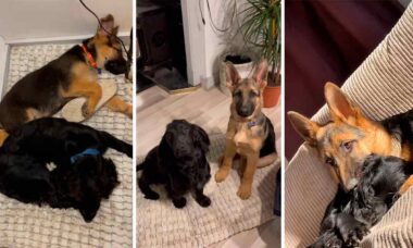Vídeo viral mostra amizade que curou: cocker spaniel ansioso ganha filhote de pastor alemão. Fotos e vídeo: TikTok @micheallasheedy