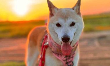 Aos 17 anos, cãozinho que inspirou criptomoeda quase morre, mas se recupera milagrosamente. Foto: Instagram @kabosumama