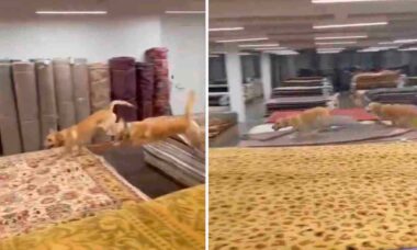 Vídeo hilário: cães enlouquecem em loja de tapetes (Foto: Reprodução/Twitter)