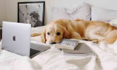 Confira as 10 raças de cães que lideram as visualizações no TikTok. Foto: pexels