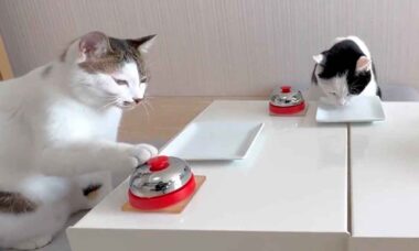 Gatos gourmets viram sensação na web. X @CatNaviDesk