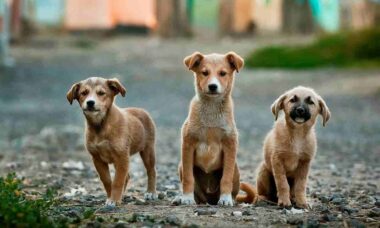 Estudo: 90% dos pets abandonados são cães (Foto: Anoir Chafik/Unsplash)