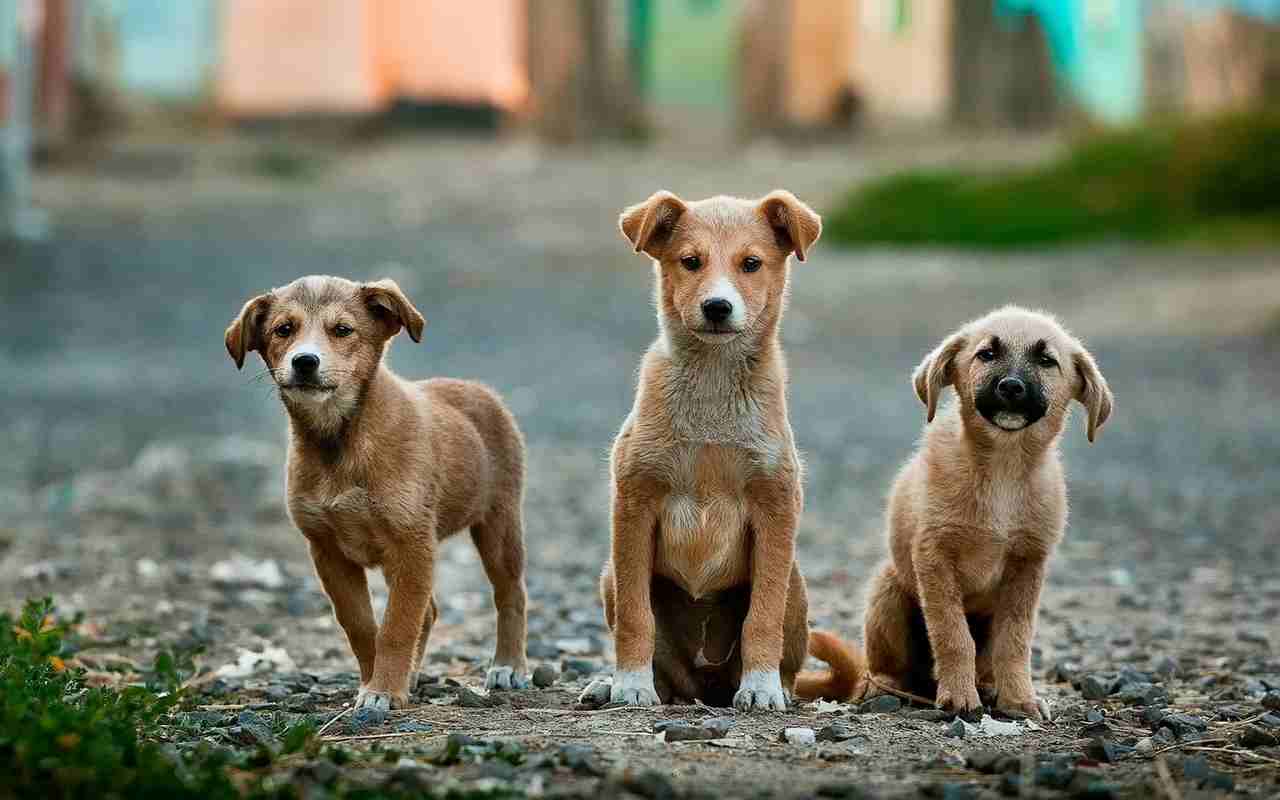 Estudo: 90% dos pets abandonados são cães (Foto: Anoir Chafik/Unsplash)