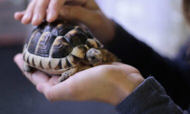 5 coisas que talvez você não saiba sobre as tartarugas