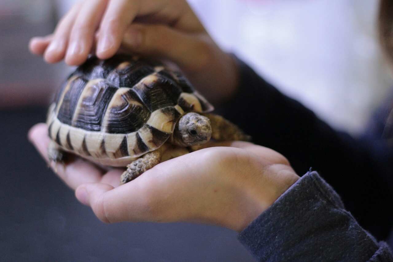 5 cose che potresti non sapere sulle tartarughe