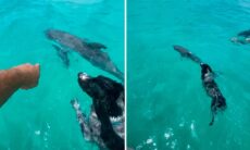 Vídeo fofo: cão e golfinho são amigos até debaixo d’água. Instagram @zyzzraham