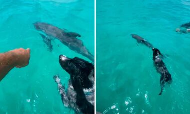 Vídeo fofo: cão e golfinho são amigos até debaixo d’água. Instagram @zyzzraham