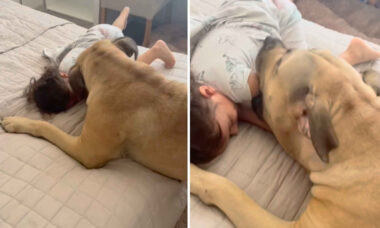 Vídeo fofo: esse cão gigantesco brincando com menininha vai alegrar seu dia (Foto: Reprodução/Instagram)