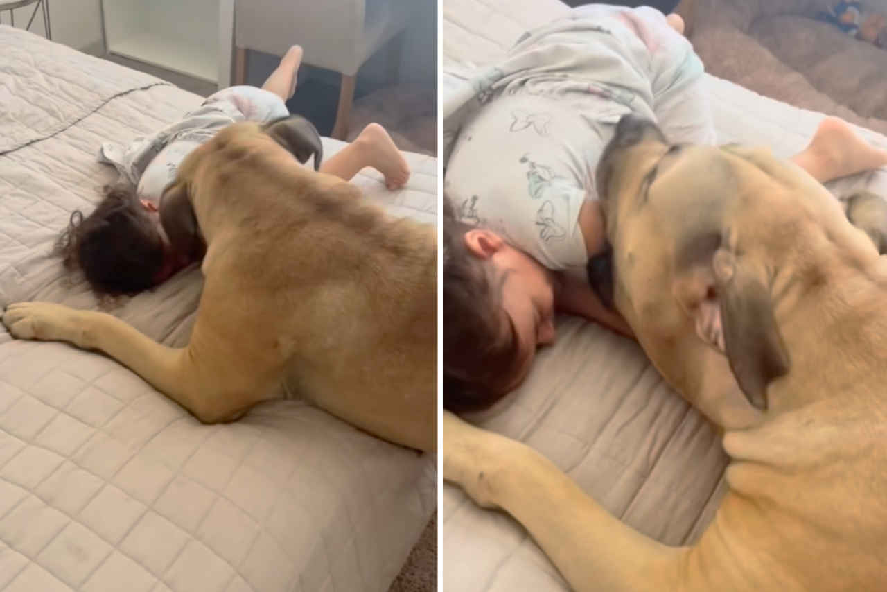  Vídeo fofo: esse cão gigantesco brincando com menininha vai alegrar seu dia (Foto: Reprodução/Instagram)