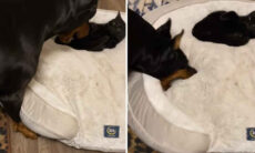 Vídeo hilário: doberman enfurecido não consegue recuperar sua cama, ocupada por um gato