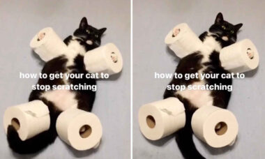 Vídeo hilário: donos criam método infalível para que gato pare de arranhar móveis (Foto: Reprodução/Twitter)