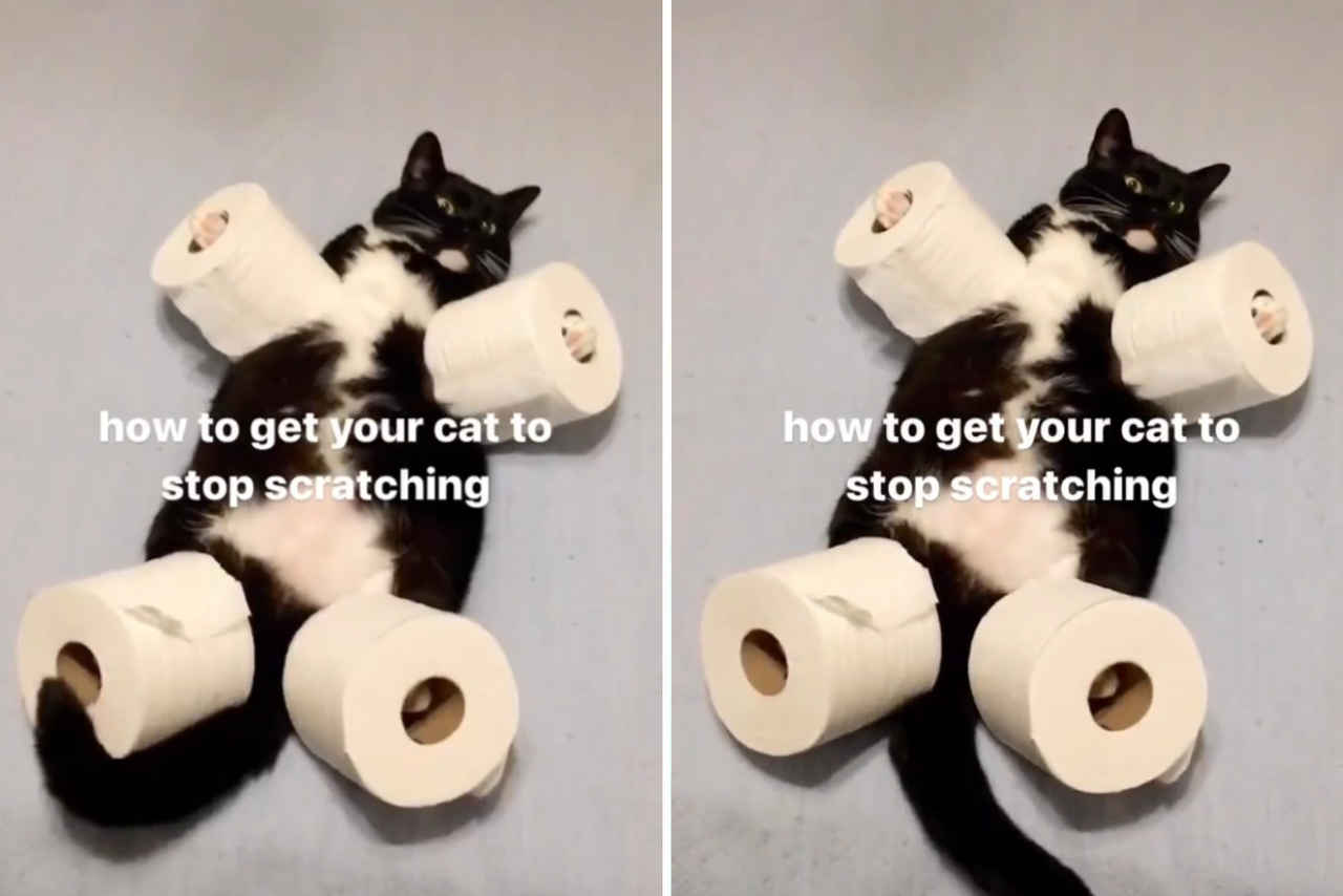Vídeo hilário: donos criam método infalível para que gato pare de arranhar móveis (Foto: Reprodução/Twitter)