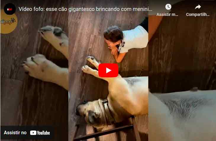 Vidéo mignonne : Ce chien gigantesque jouant avec une petite fille éclairera votre journée