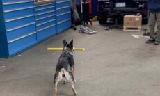 Vídeo viralizante: cão mostra talento impressionante no beisebol (Foto: Reprodução/Instagram)