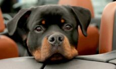Vídeo hilário mostra rottweiler faminto tentando roubar almoço da dona distraída. Foto: Pexels