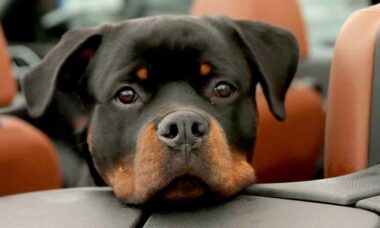 Vídeo hilário mostra rottweiler faminto tentando roubar almoço da dona distraída. Foto: Pexels