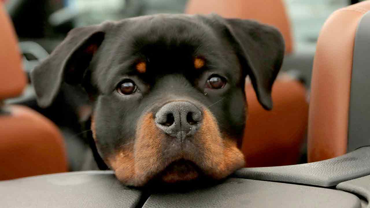 Morsom video viser sulten rottweiler som prøver å stjele lunsj fra distrahert eier. Foto: Pexels
