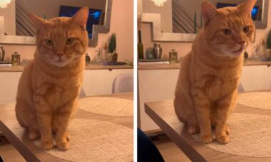 Vídeo hilário: contrariado, gato solta miado assustador e é comparado a um velociraptor. TikTok @gordonthetalkingcat