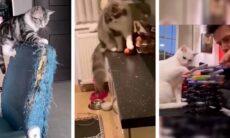 Gatos destruidores: vídeos hilários mostram felinos em modo caos. Twitter @chaoticcatpics