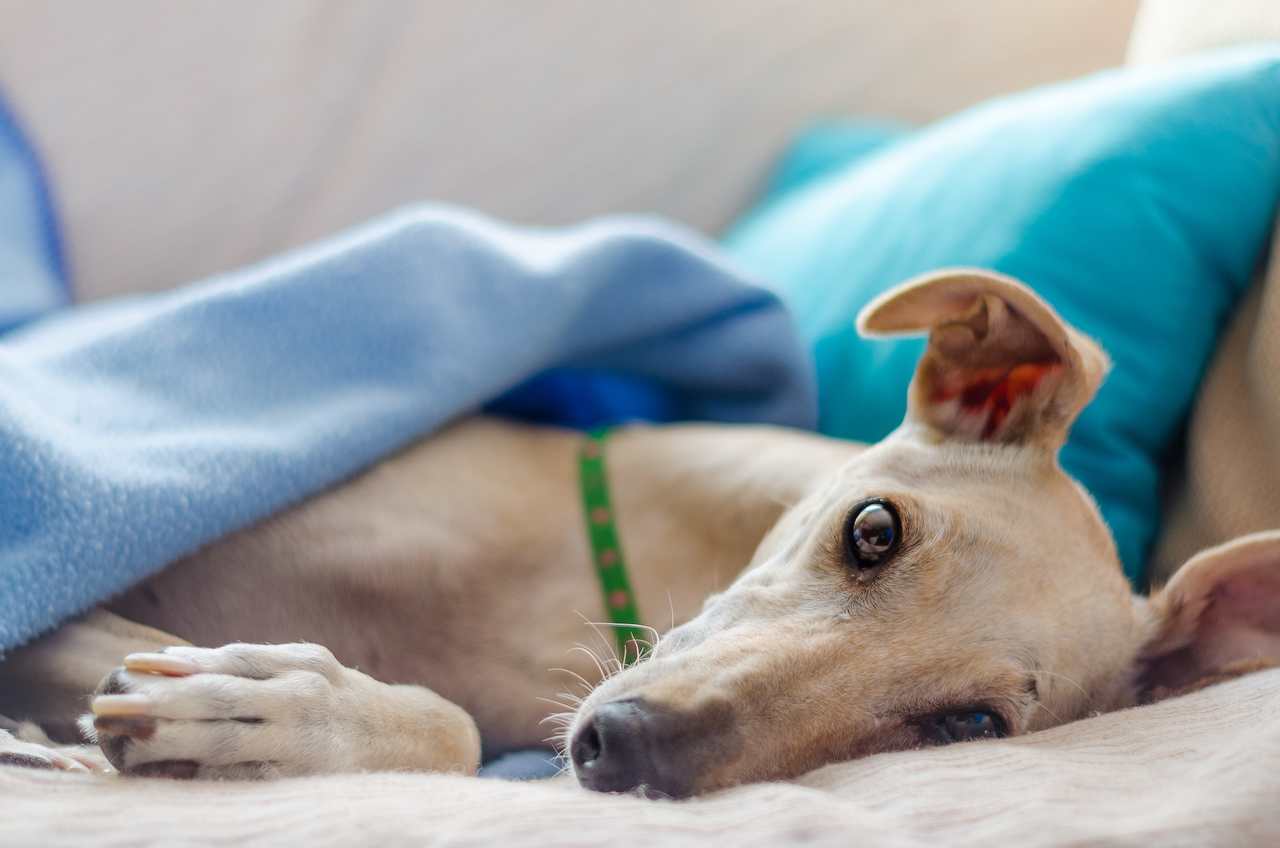 Découvrez les 10 meilleures races de chiens pour les propriétaires introvertis (Photo: Juan Gomez/Unsplash)
