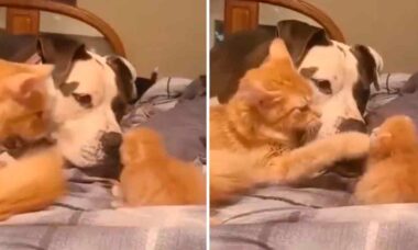 Vídeo fofo: gata orgulhosa apresenta seu filhote para cão amigo (Foto: Reprodução/Twitter)