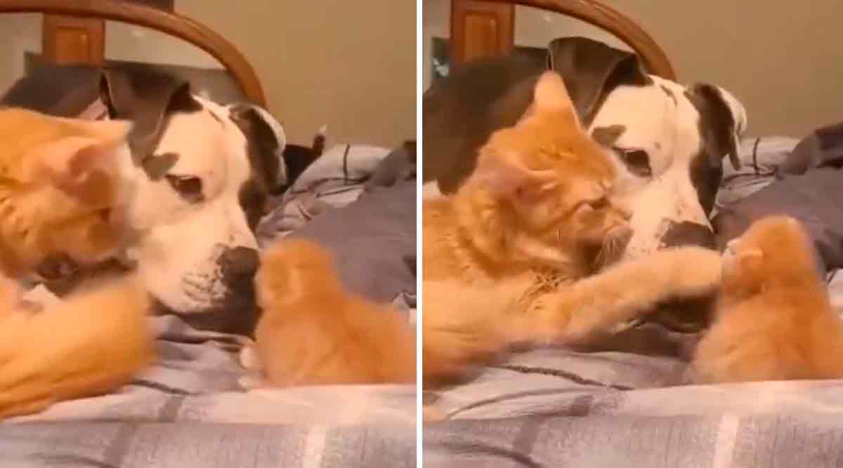 Vidéo mignonne : une chatte fière présente son chaton à son ami chien (Photo: Reproduction/Twitter)