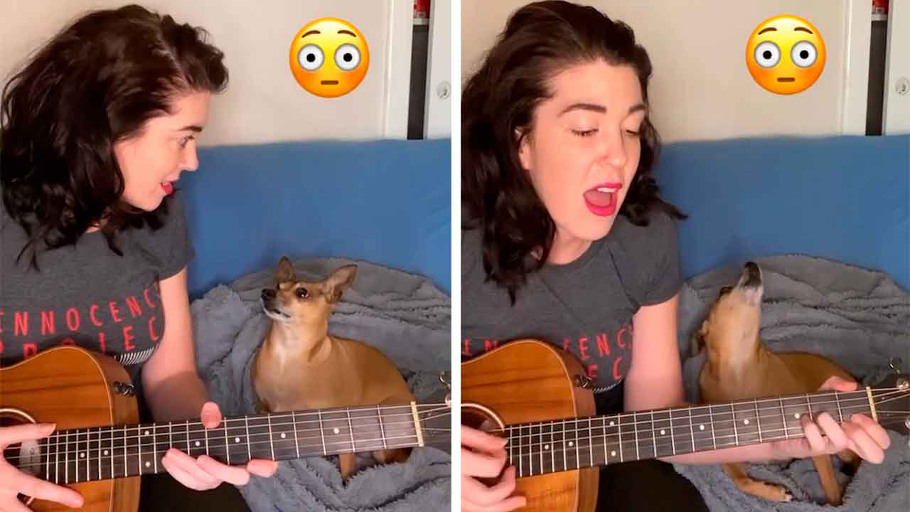 Cão rouba a cena ao 'cantar' no ritmo certo com a dona em vídeo hilário. Fotos e vídeo: Instagram @casperandpam