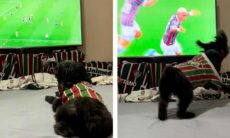 Cão fanático por futebol enlouquece com gol do seu time e viraliza nas redes. Foto: @pretinhadogtricolor