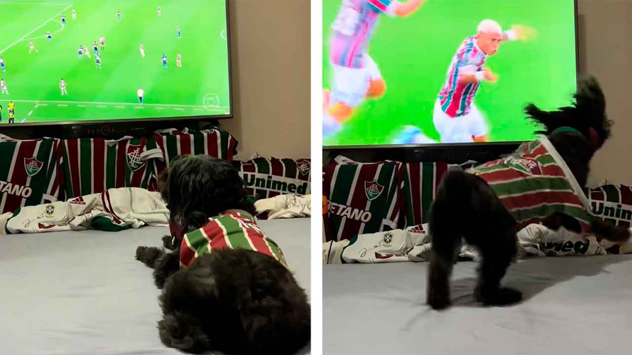 Fodboldgal hund går amok over mål fra sit hold og går viralt. Foto: @pretinhadogtricolor