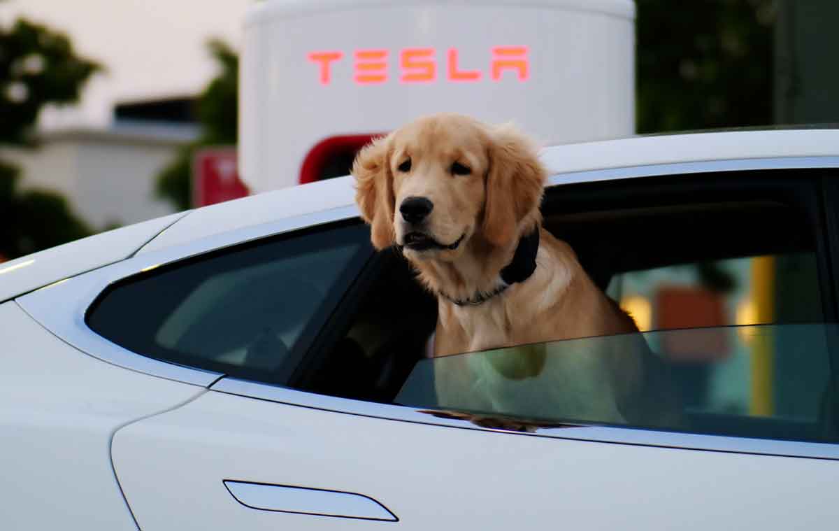 As 10 melhores raças de cães para donos que viajam de carro com seus pets