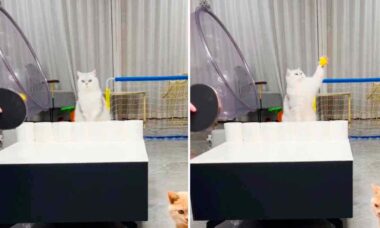 Vídeo hilário: você jamais verá outro gato que jogue pingue-pongue tão bem (Foto: Reprodução/Instagram)