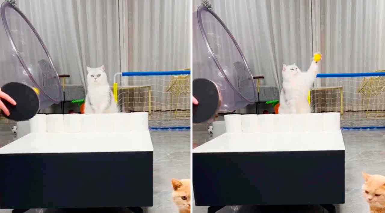  Vídeo hilário: você jamais verá outro gato que jogue pingue-pongue tão bem (Foto: Reprodução/Instagram)