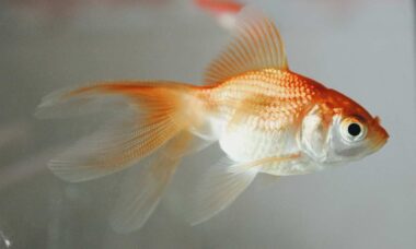 Saiba como cuidar de um peixe-dourado (Foto: Hale Tat/Unsplash)
